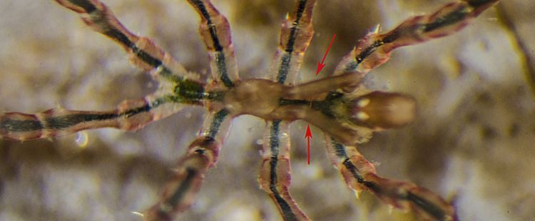 Het extra paar poten aan de onderzijde van de buik waarmee het mannetje van de Gedoornde zeespin de pakketjes met bevruchte eitjes kan vasthouden (foto: Peter H van Bragt)