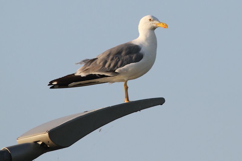 Volwassen geelpootmeeuw (foto: Albert de Jong)