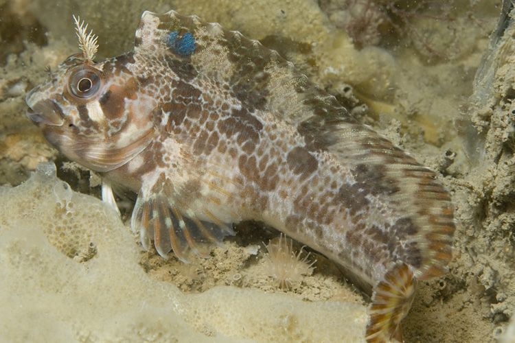 Gehoornde Slijmvis, Oosterschelde (foto: Peter H. van Bragt)