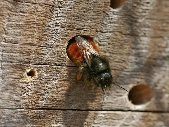 De Gehoornde metselbij verlaat haar kamer in het bijenhotel (Foto: Chantal Deschepper)