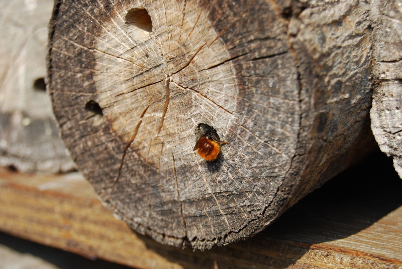 Vrouwtje Gehoornde metselbij aan een nestblok (foto: Jens D’Haeseleer)