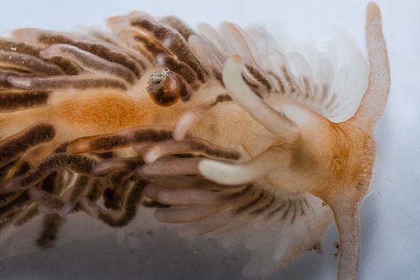 Detailfoto van Gekraagde vlokslak, Oosterschelde, 2012 (in vitro; foto: Mick Otten)