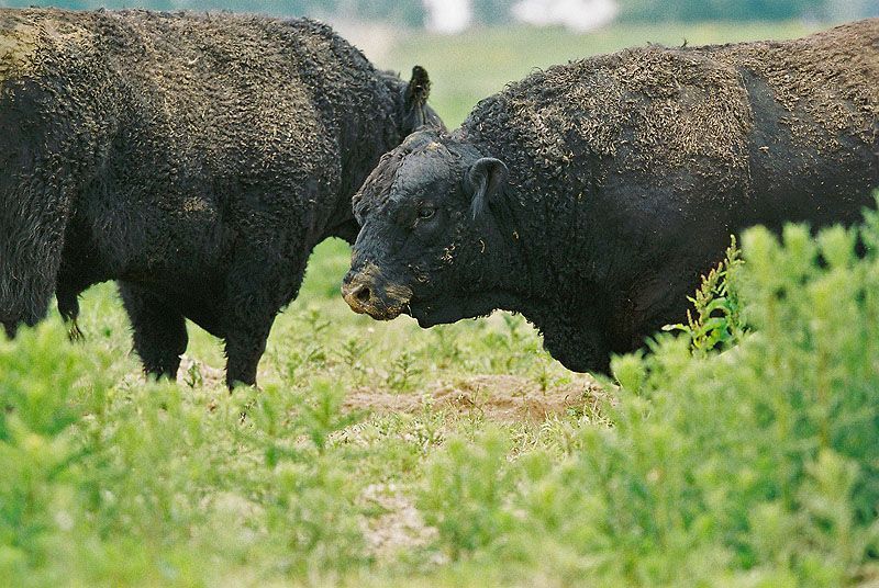 Elkaar imponerende Galloway stieren (foto: Fokko Erhart)