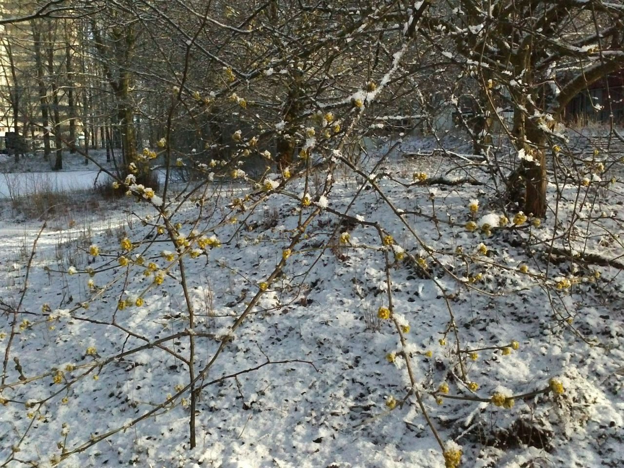 Bloeiende gele kornoelje in de sneeuw op 14 maart 2013 (foto: Arnold van Vliet)