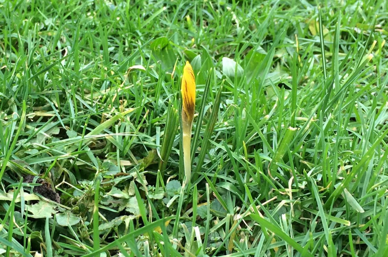 Begin bloei gele krokus in Ede op 11 januari 2015 (foto: Arnold van Vliet)