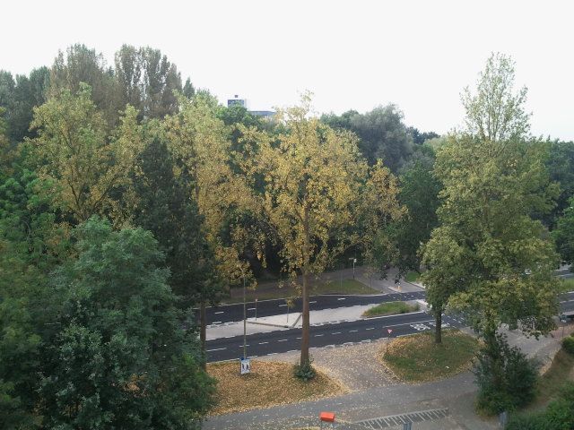 De door roest aangetaste gele populieren vallen op tussen de andere nog groene bomen (foto: Lucie Vermeulen)
