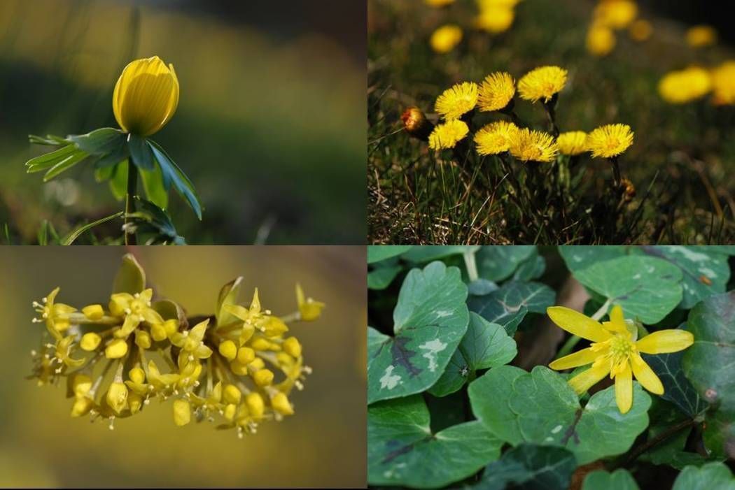 Gele voorjaarsbloeiers. Van links naar rechts: Winterakoniet, Klein hoefblad, Gele kornoelje en Gewoon speenkruid (foto’s: Wout van der Slikke)