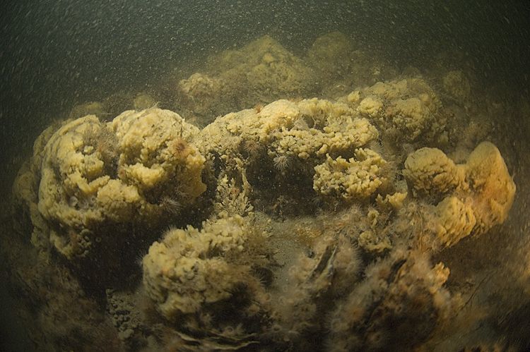 Massaal gevestigde Gele wratspons in oosterschelde (foto: Peter H. van Bragt)