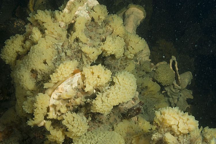 Gele wratspons in Oosterschelde (foto: Peter H. van Bragt)