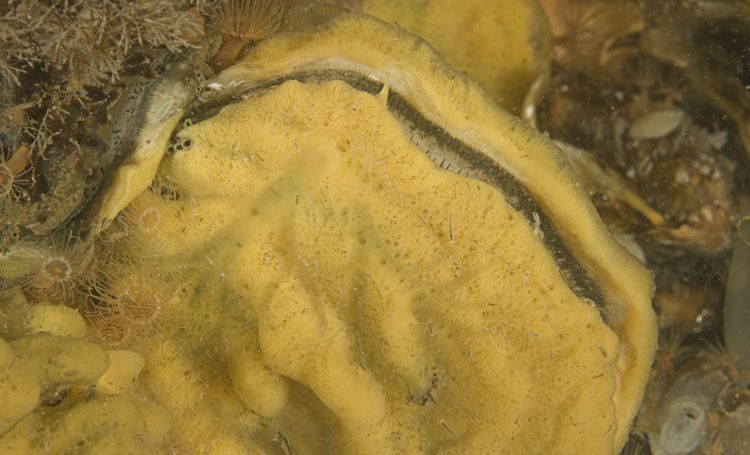 Gele korstspons op oester in Oosterschelde (foto: Peter H. van Bragt)