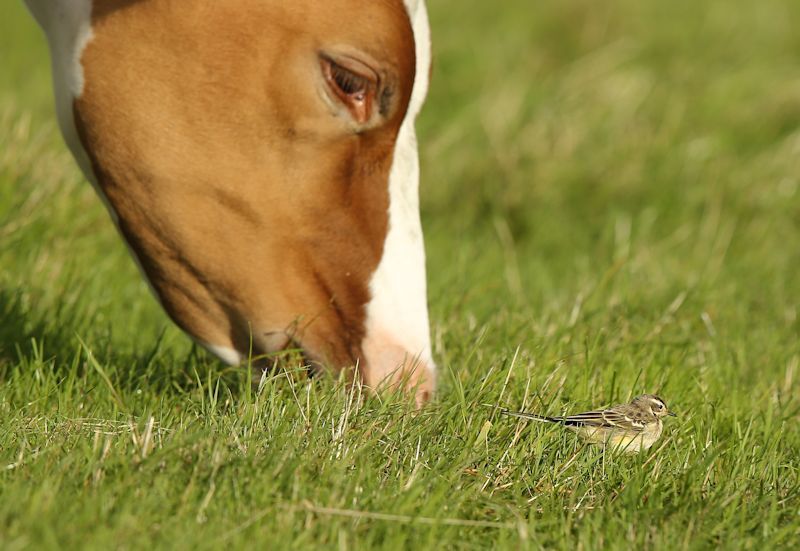 Jonge gele kwikstaart op zoek naar insecten (foto: Marianne Slot)