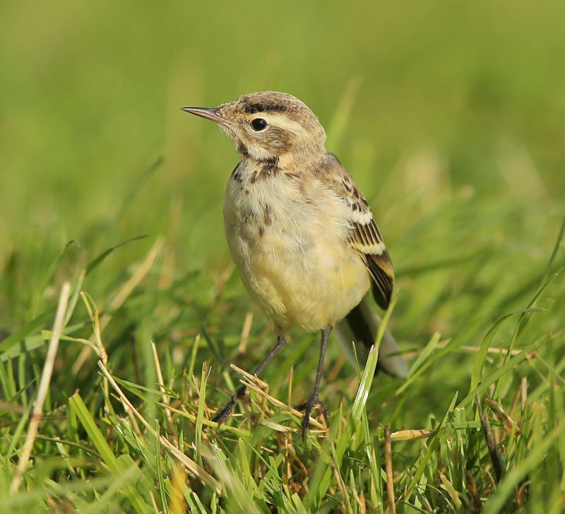 Juveniele gele kwikstaart, ruiend naar eerste winterkleed (foto: Marianne Slot)