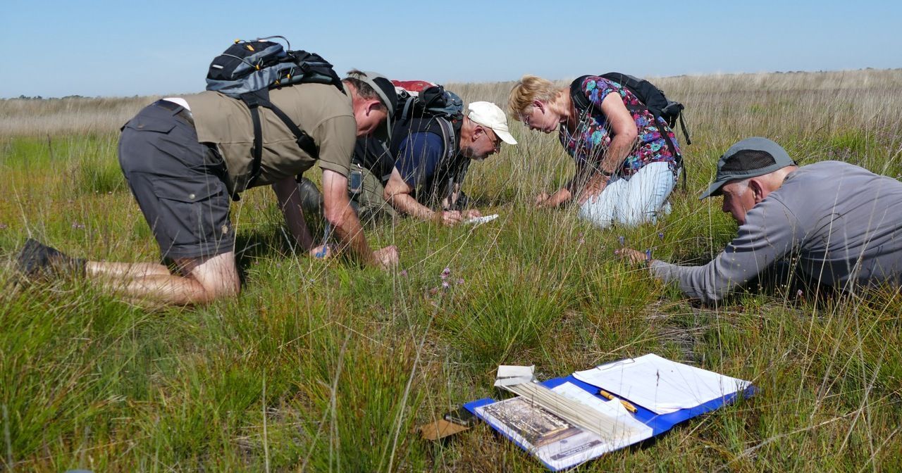 10.937, 10.938 en 10.939... Het tellen van de eitjes van gentiaanblauwtje (foto: Nina de Vries)