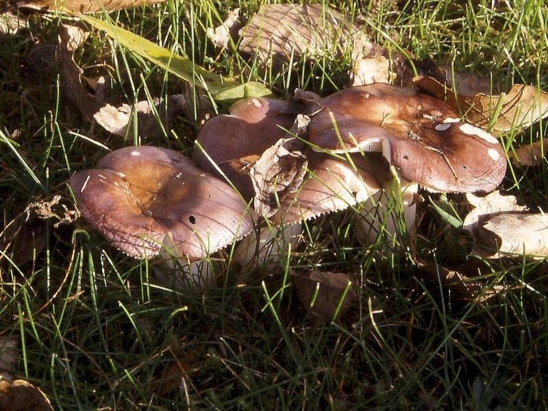 Geraniumrussula (foto: Martijn Oud)