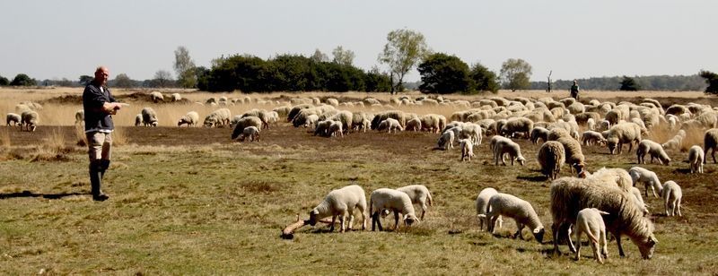 Een door een herder gescheperde schaapskudde (foto: Michiel Wallis de Vries)