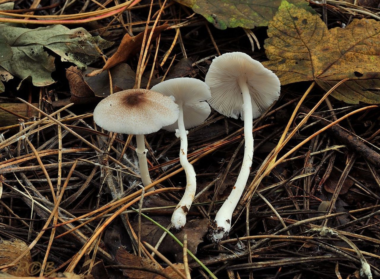 Gespikkelde champignonparasol in Robbenoordbos (foto: Piet Brouwer)