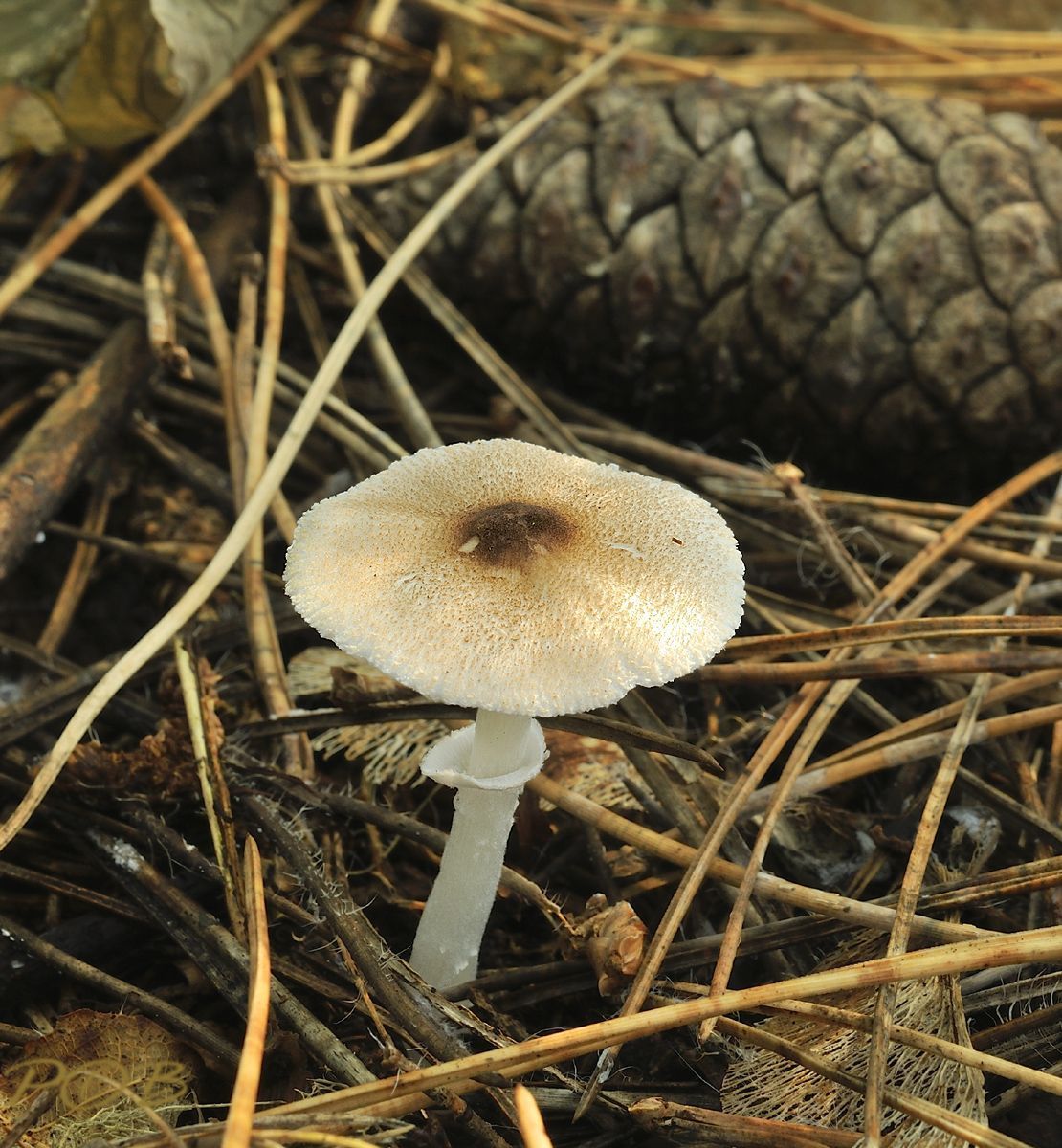 Gespikkelde champignonparasol in Robbenoordbos (foto: Piet Brouwer)