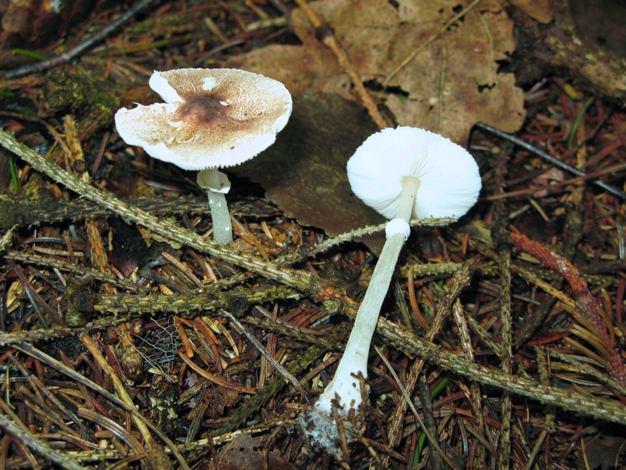 Gespikkelde champignonparasols in duinen van Castricum (foto: Martijn Oud)