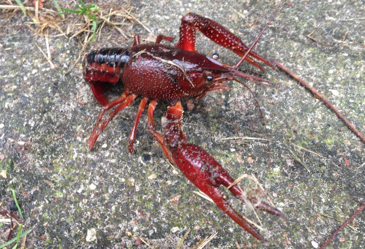 Gestreepte Amerikaanse rivierkreeft (Procambarus acutus), Roptazijl, 29 september 2014 (foto: John Melis)