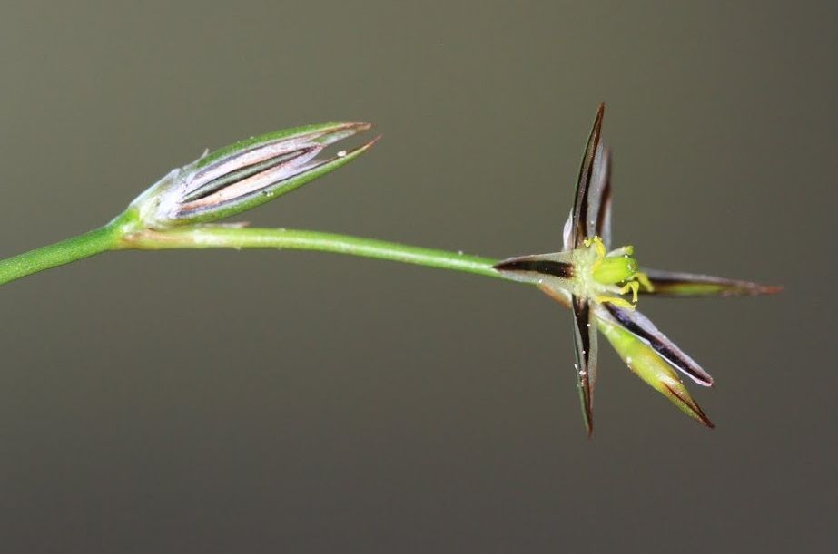 Gestreepte greppelrus met zwarte lengtestrepen op de bloemdekbladen (foto: Rudolf van der Schaar)