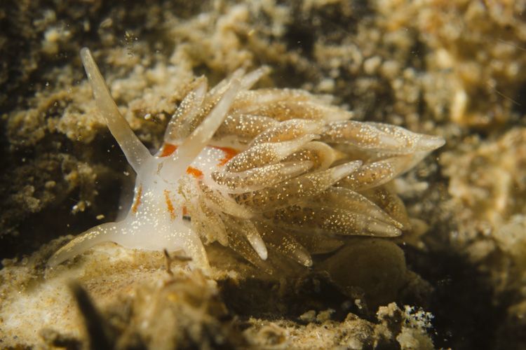 Gestreepte knotsslak in Grevelingenmeer, 2011 (foto: Peter H. van Bragt)