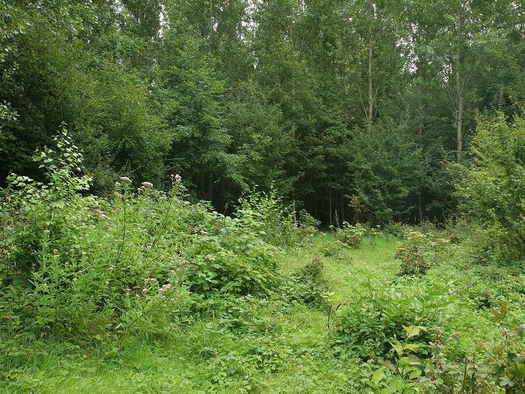 Open plek in Geuzenbos (foto: Leo Linnartz)