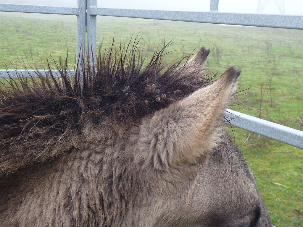 Konik met zaden van veldhondstong (foto: Esther Linnartz)