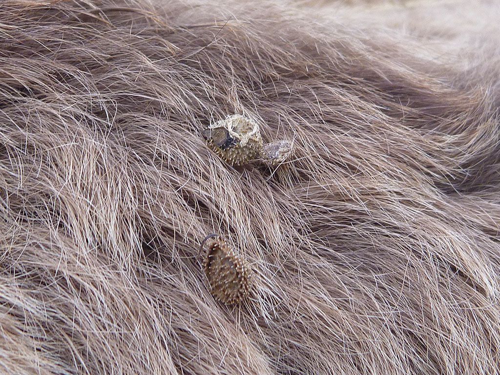 Vacht konikpaard met zaden veldhondstong (foto: Esther Linnartz)