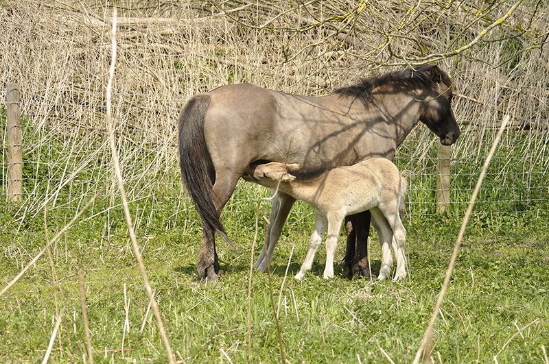 Twee veulens onder een merrie in het Geuzenbos Amsterdam, 2014 (foto: Arjen Boerman)