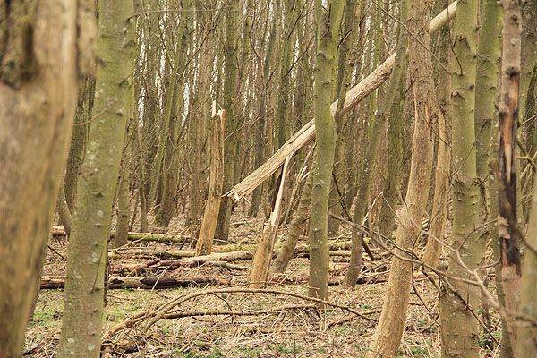 Nieuw licht weet de bosbodem te bereiken na sterfte door bastvraat rondom (foto: Roeland Vermeulen)