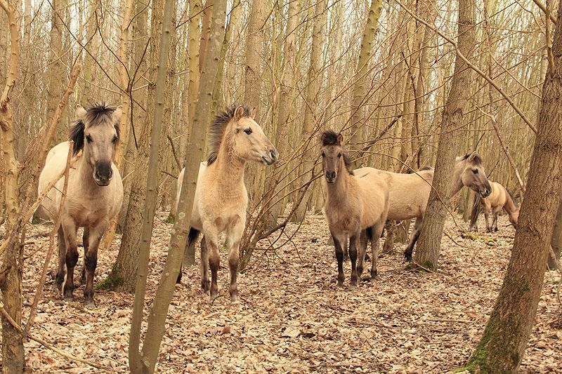 Hoewel er weinig te eten lijkt, zijn deze koniks toch in goede conditie (foto: Roeland Vermeulen, FREE Nature)