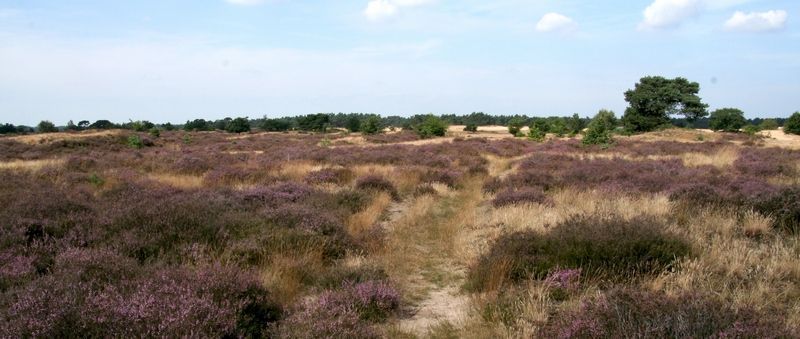 Geen egaal paarse VVV-heide, maar variatie willen de typische heidevlinders (foto: Kars Veling)