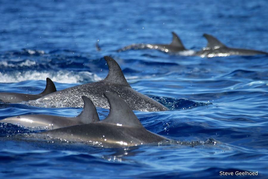 Gevlekte dolfijnen (foto: Steve Geelhoed)