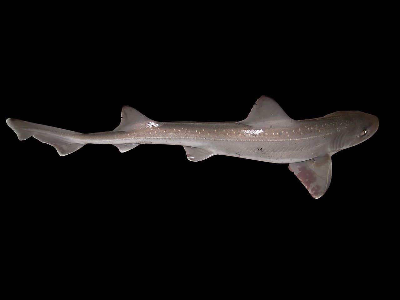 Gevlekte toonhaai, een van de gladde haaien die in de Nederlandse kustwateren voorkomt (foto: Hans Hillewaert)