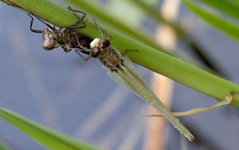 Een vers uitgeslopen mannetje op het larvenhuidje (foto: Adri Baks)