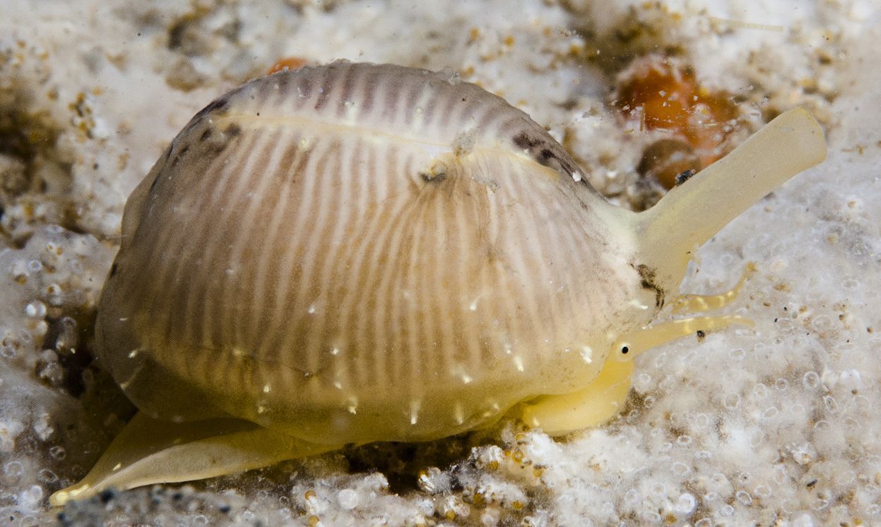 Lege schelp van een Gevlekt koffieboontje in de Oosterschelde (foto: Peter H van Bragt)