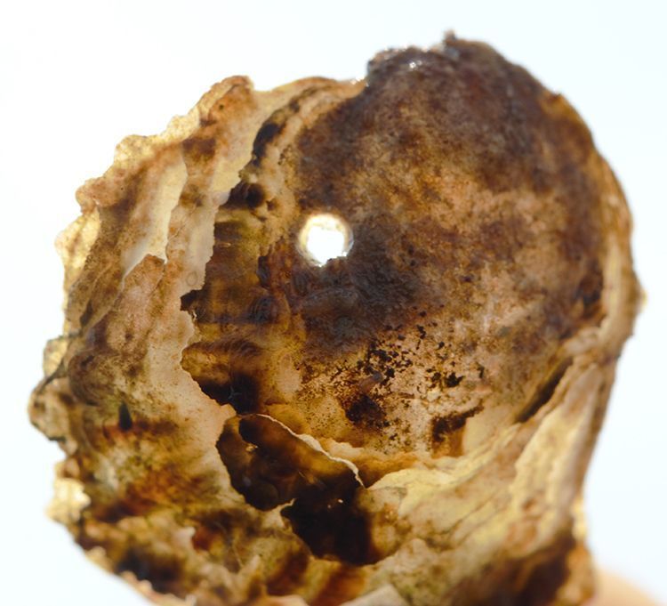 De stekelhoorn en oesterboorder boren gaatjes in jonge oesterschelpen, doden het dier en eten het vervolgens op (Oosterschelde)
