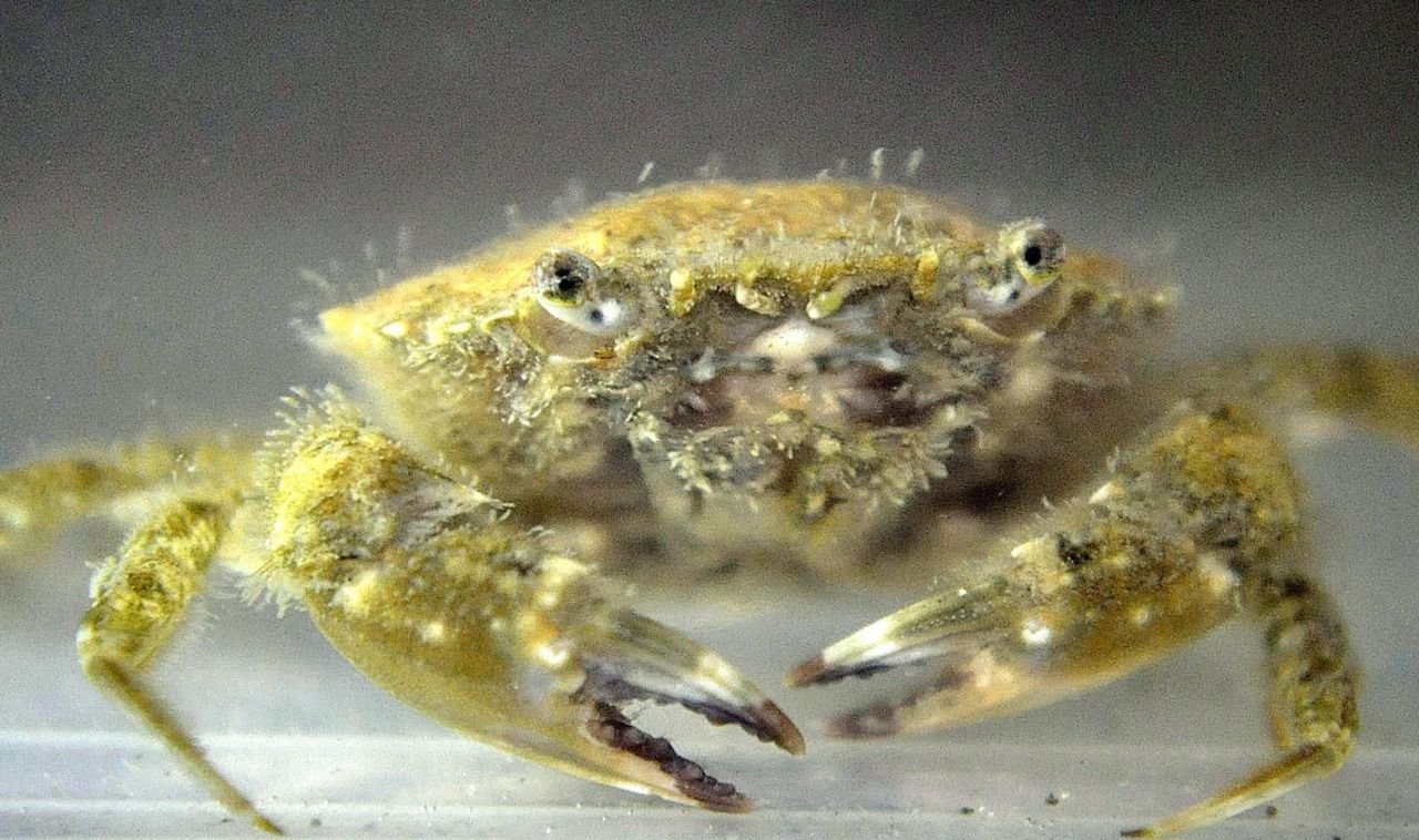 Ook de Gewimperde zwemkrab was voor mariene biologen een aangename Valentijnsverrassing (Foto: Hans De Blauwe)