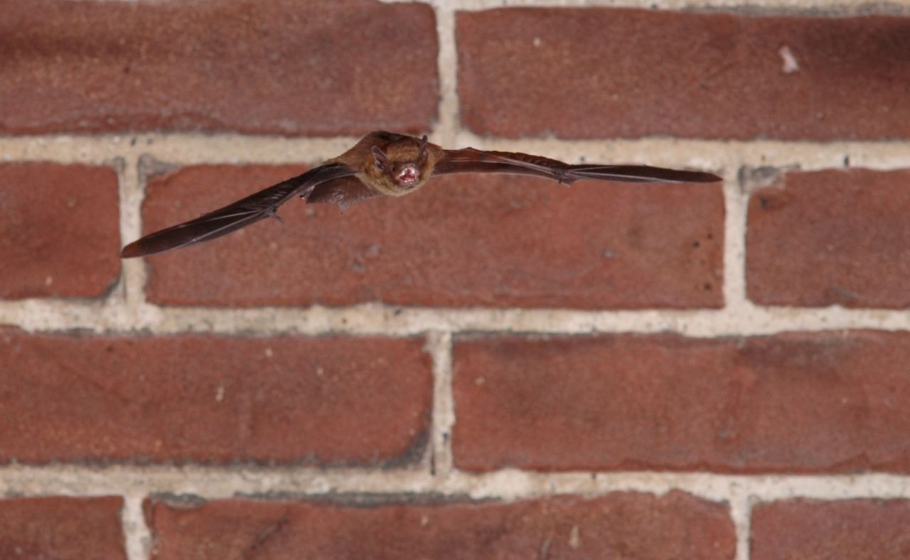 Gewone dwergvleermuizen verblijven graag in huizen maar vinden steeds moeilijker een verblijfplaats door beter geïsoleerde huizen (Foto: René Janssen)