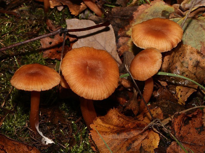 Een langere fructificatieperiode voor paddenstoelen hangt van veel complexe factoren af; bij de Gewone fopzwam bijvoorbeeld hangt dat af van de boom waarmee hij samenleeft (Foto: Leo Janssen)