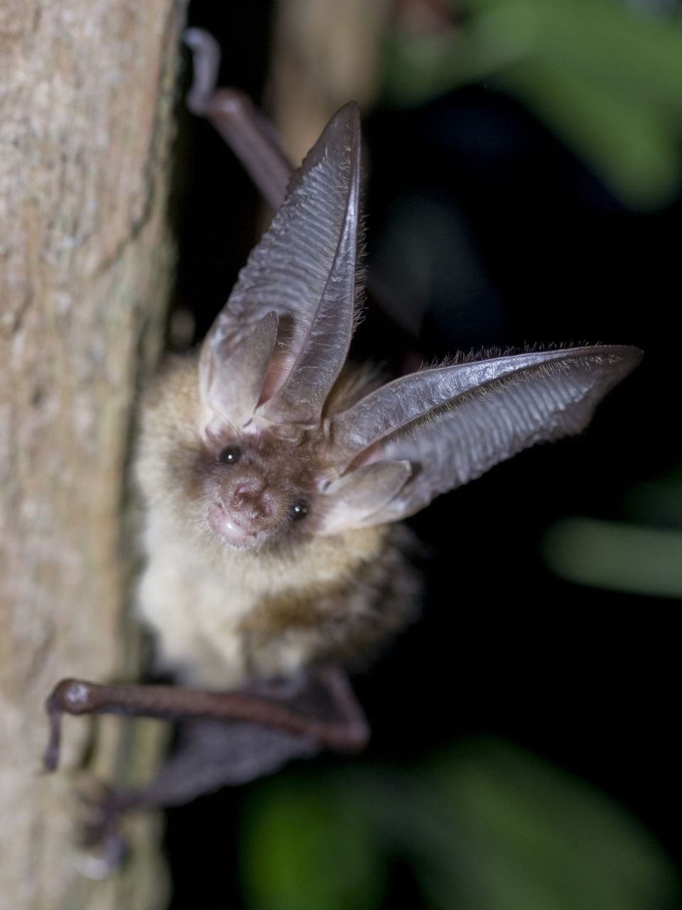 Grootoorvleermuis (foto: Wesley Overman)
