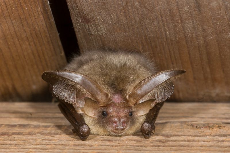 Gewone grootoorvleermuis (foto: Paul van Hoof)