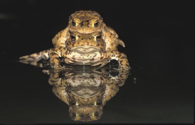 Na een extreem lange winter, ging de paddentrek in 2013 pas echt van start op 9 april (foto: Norbert Huys)