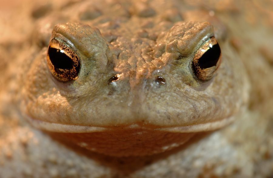 Ook al werden de eerste exemplaren al gesignaleerd, toch zal de grote paddentrek vermoedelijk pas begin maart in alle geweld losbarsten (foto: Hugo Willocx)