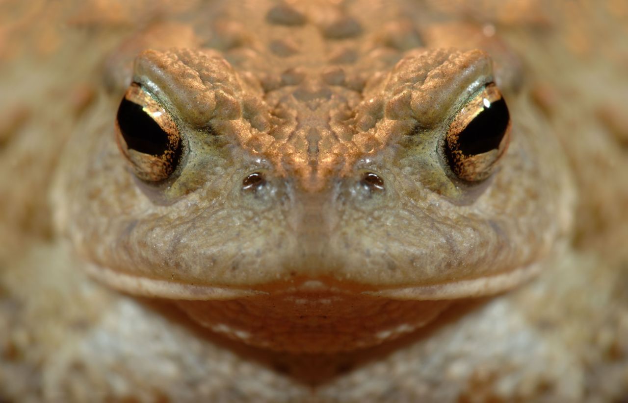 An Martel en Frank Pasmans onderzochten in 2011 in welke mate Vlaamse padden geïnfecteerd zijn door o.a. de schimmel Batrachochytrium dendrobatidis (foto: Hugo Willocx)