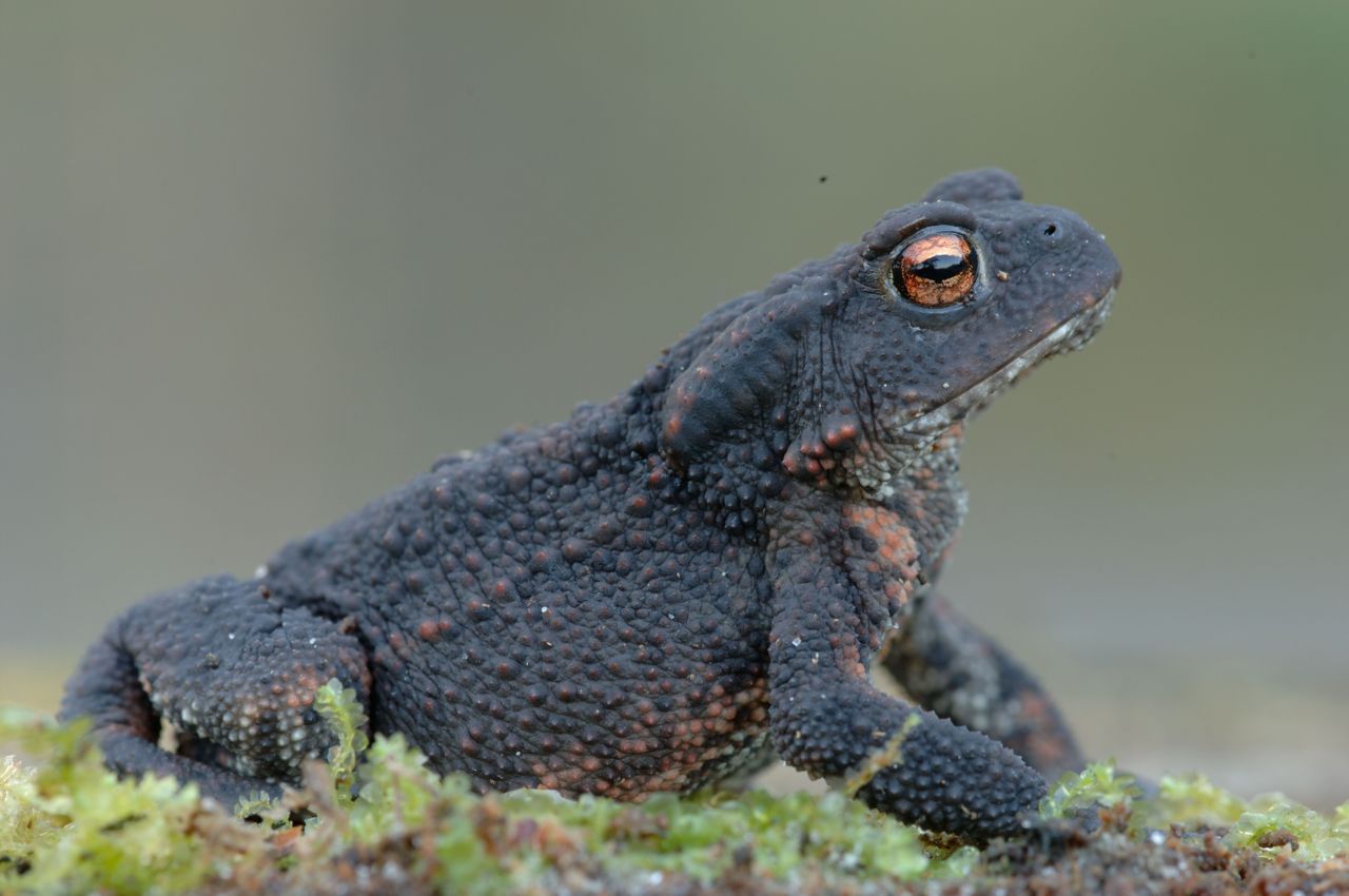 Uit het onderzoek bleek dat de dodelijke schimmel ruim verspreid aanwezig is in Vlaanderen, maar dat dit momenteel niet lijkt te leiden tot negatieve effecten op de populaties. (foto: Hugo Willocx)