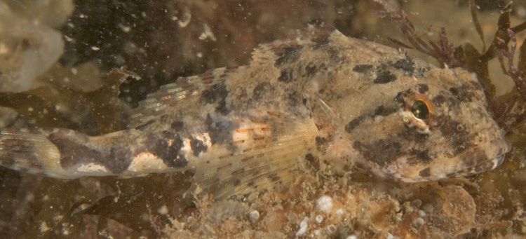 Een Gewone zeedonderpad in de Oosterschelde (foto: Peter H. van Bragt)