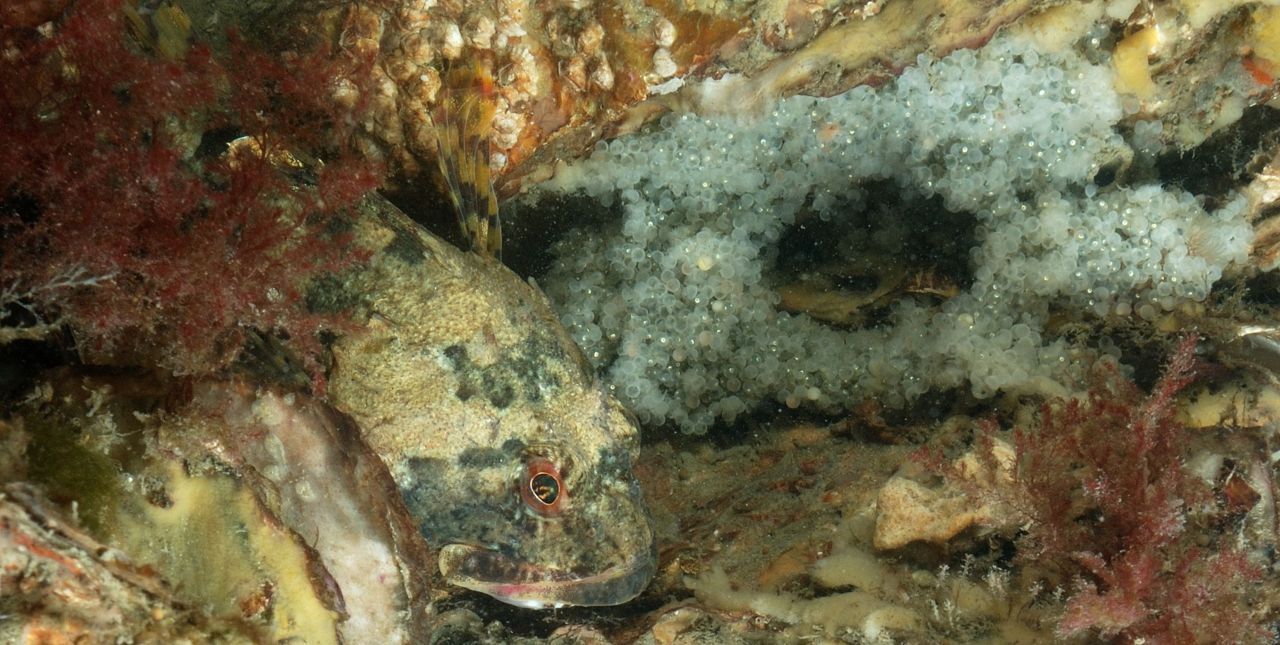 Het eerste einest van de Gewone zeedonderpad is al in het Grevelingenmeer aangetroffen (foto: Peter H van Bragt)