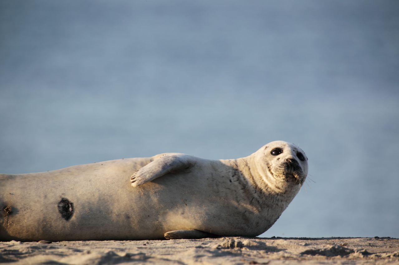 Het is niet de eerste keer dat Gewone zeehonden te kampen krijgen met een erg dodelijk virus. Ze verloren al twee keer eerder de helft van hun populatie aan virusuitbraken (Foto: Shutterstock)