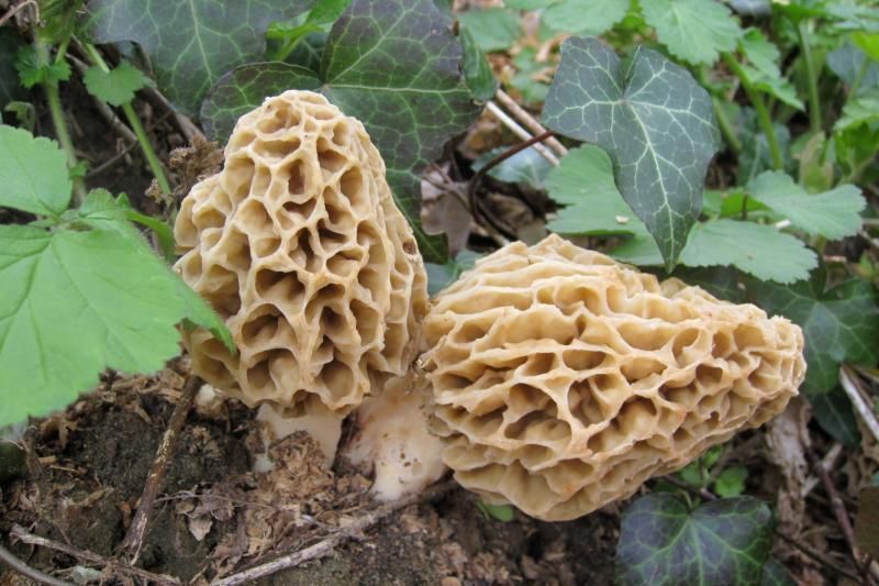 Gewone morieljes zijn dit jaar twee weken later dan vorig jaar (foto: Ralph Vandiest)